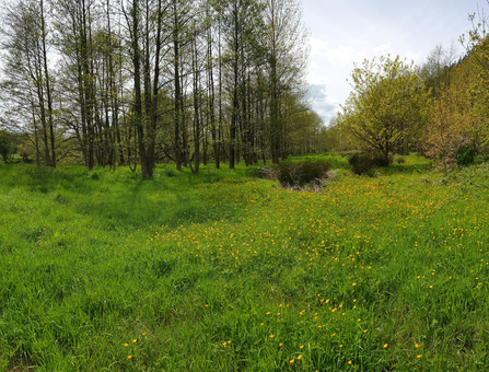 Llandinam Gravels planted woodland