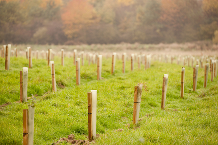 Rows of newly planted trees