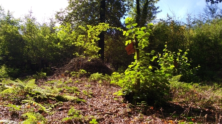 A coppiced area of woodland showing the abundant fresh growth of leaves on the coppiced trees