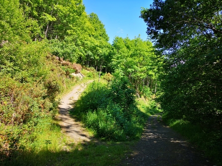 A diverse sunny glade around pathways in a wood. There are two paths surrounded by green grasses, shrubs and trees.