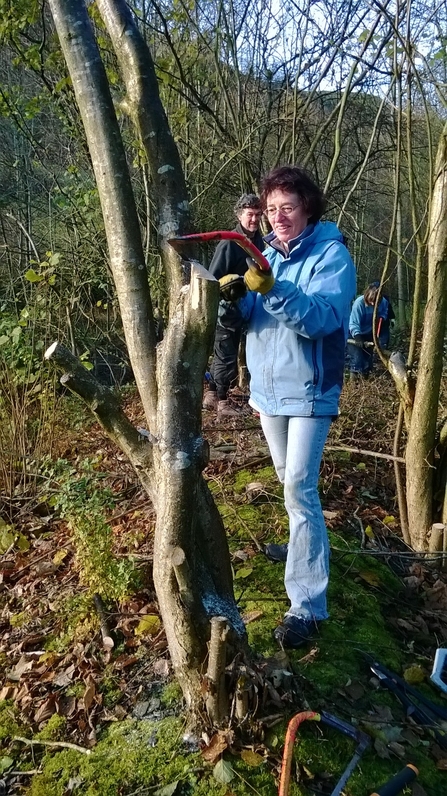 A person standing upright is cutting a small tree with a hand saw to pollard the tree