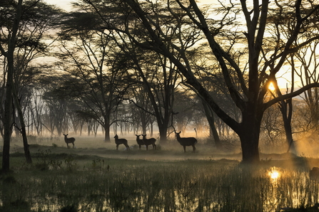 A group of small deer are silhouetted against a low sun in an open wet woodland