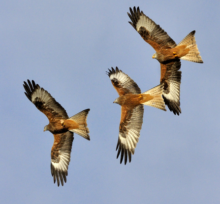 Three Red Kites soaring in the sky