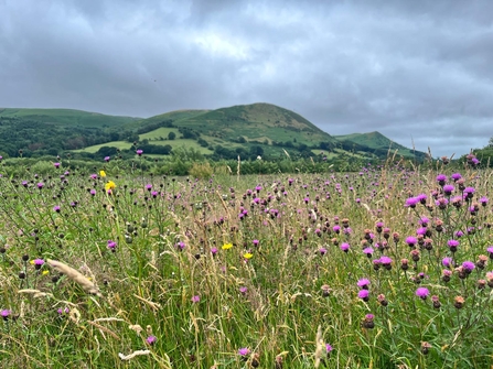 Wildflower Meadow at Llandinam Gravels Nature Reserve; Photo: © MWT
