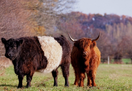 Belted Galloway and Highland cattle in field; Photo: © Andreas Hoja from Pixabay