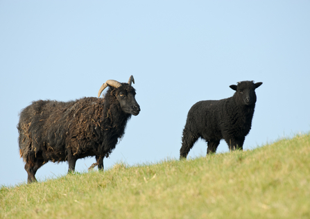 Hebridean sheep; Photo: © Terry Whittaker/2020VISION