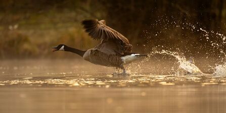 Side-on photograph of a Canada Goose taking off from the water