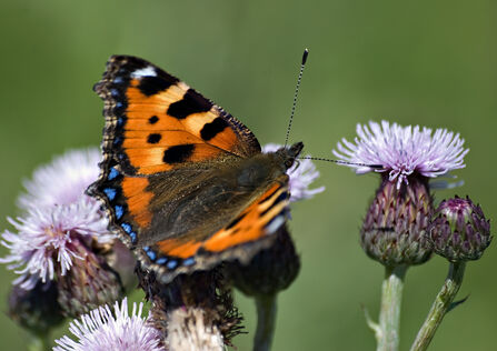 Close-up of Tortoiseshell Butterfly on Common Knapweed