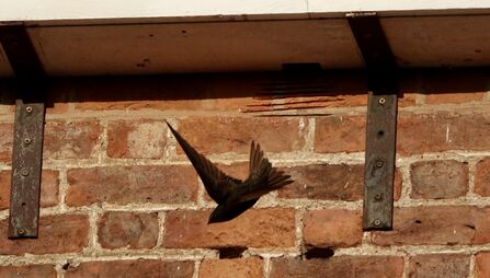 Swift underneath swift box on house