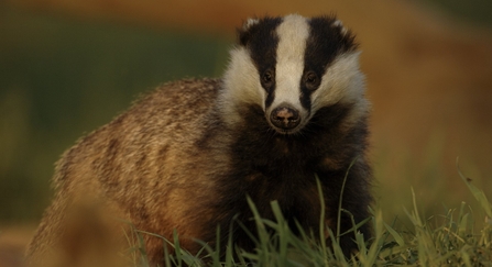 Badger Meles meles Portrait of an adult badger in evening light Derbyshire, UK copyright Andrew Parkinson/2020VISION