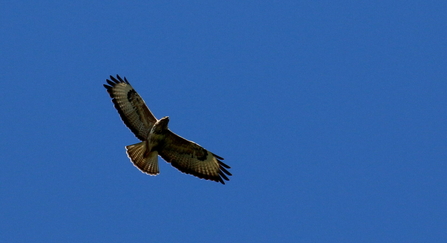 Buzzard soaring against a blue sky copyright David Hopley
