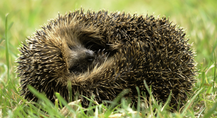 Hedgehog half curled into a ball copyright Amy Lewis