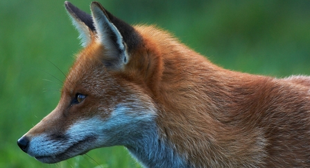 Fox head & shoulder portrait copyright Elliot Smith