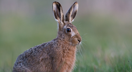 Brown Hare copyriught Donald Sutherland