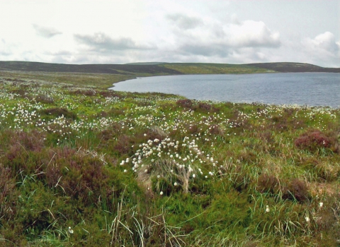 Cottongrass flowering at Glaslyn Nature Reserve