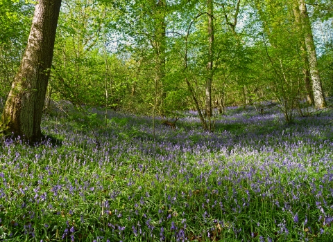 Bluebells at Coed Pendugwm copyright Tamasine Stretton