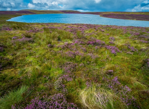 Glaslyn lake & blooming heather