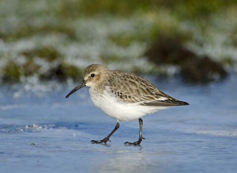 Dunlin