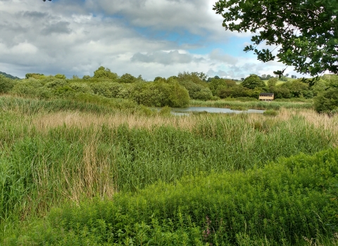View of Pwll Penarth Montgomeryshire Wildlife Trust Nature Reserve