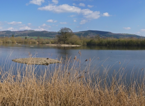 Gwarchodfa Natur Llyn Coed y Dinas yn gynnar yn y gwanwyn