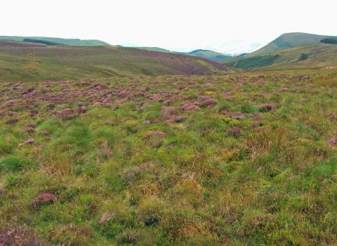 Upland Local Wildlife Site