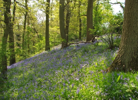 Woodland Local Wildlife Site