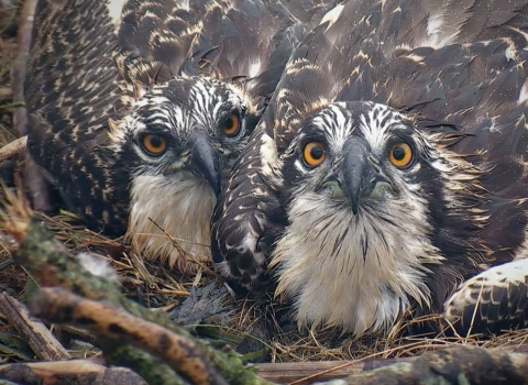 Cywion Gweilch y Dyfi yng Ngwarchodfa Natur Cors Dyfi 2016 © YNM