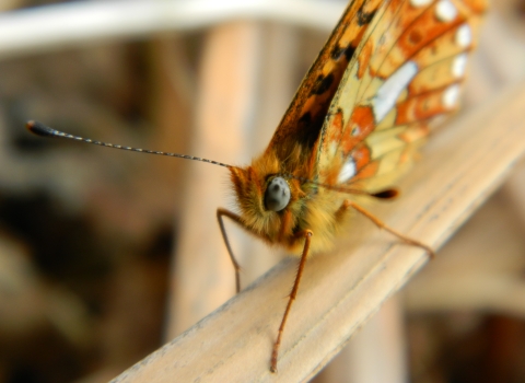 close up of Pearl-bordered Fritillary