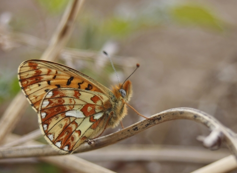 Pearl-bordered Fritillary butterfly copyright Tamasine Stretton