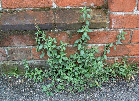 Pellitory-of-the-wall