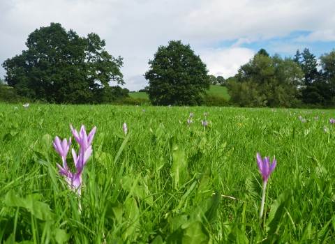 Flowering Autumn Crocus at Llanmerewig Glebe Nature Reserve