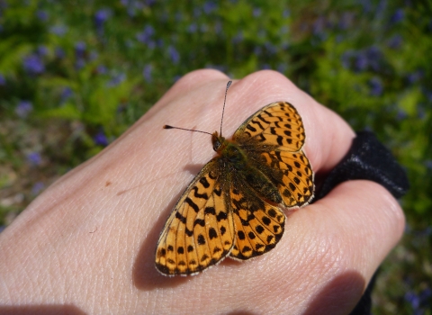 Pearl-bordered Fritillary on hand copyright MWT