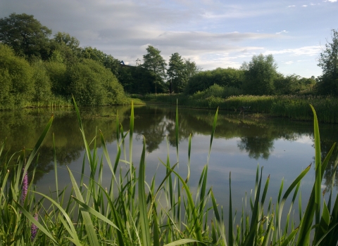 Severn Farm Pond Nature Reserve