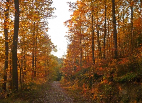 Autumn oak trees in Dolforwyn Woods Nature Reserve