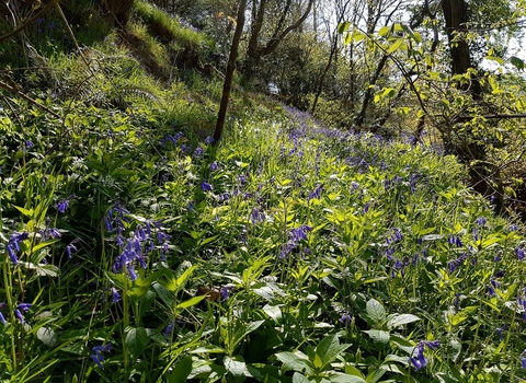 Bluebells in a sunny Dolforwyn Woods Nature Reserve