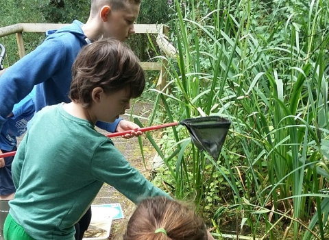 pond dipping