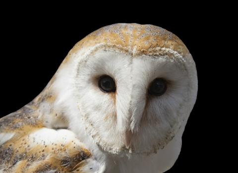 Barn Owl