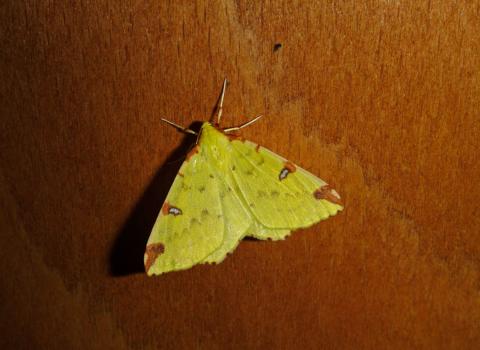 Brimstone Moth cpt MWT