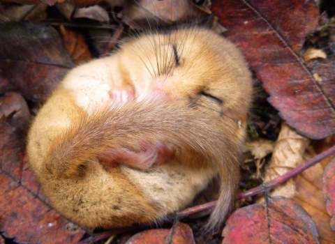 Hazel dormouse asleep copyright Tamasine Stretton