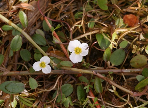 Floating Water-plantain in flower copyright R. V. Lansdown