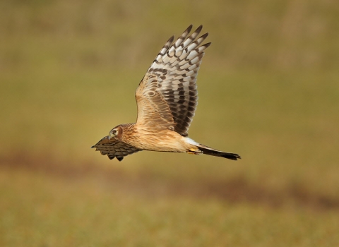 Hen Harrier copyright Massimiliano Sticca