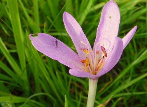 Colchicum autumnale at Llanmerewig Glebe Nature Reserve copyright MWT/Tammy Stretton