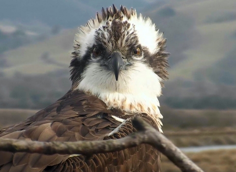 Monty the Osprey