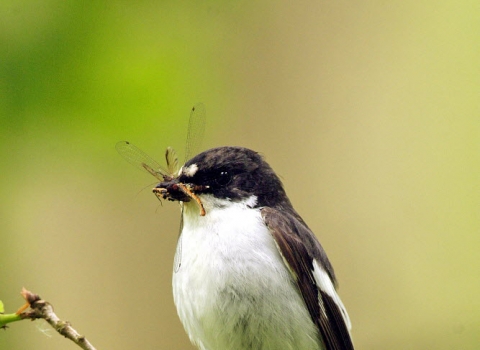 male Pied Flycatcher copyright David J Slater