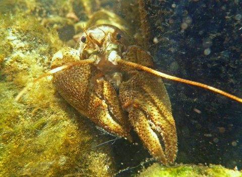 White-clawed Crayfish copyright MWT/Tammy Stretton