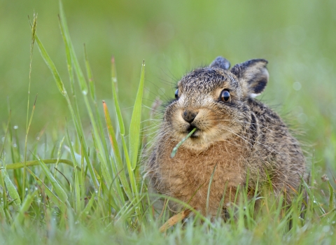 European Hare (Lepus europaeus) leveret in field copyright Andy Rouse/2020VISION