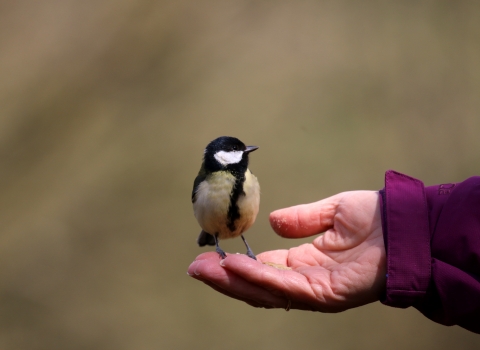 The Hand that Feeds copyright David Hopley