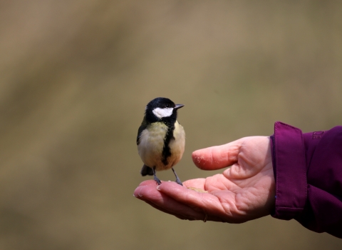 The Hand that Feeds copyright David Hopley