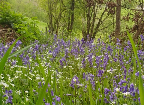 Bluebells & Greater Stitchwort at Cwm y Wydden Nature Reserve