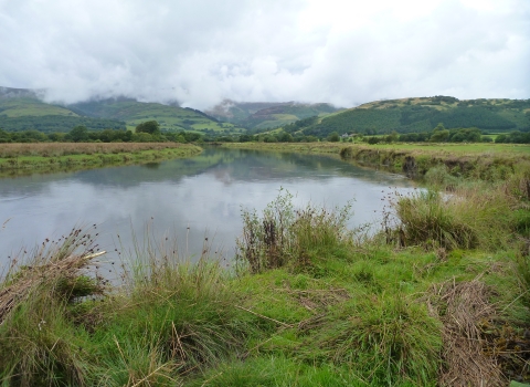 Morfa Dyfi William Condry Nature Reserve in the summer